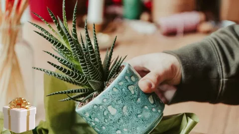 Estas plantas debes regalar en Año Nuevo porque atraen prosperidad, según el Feng Shui.jpg