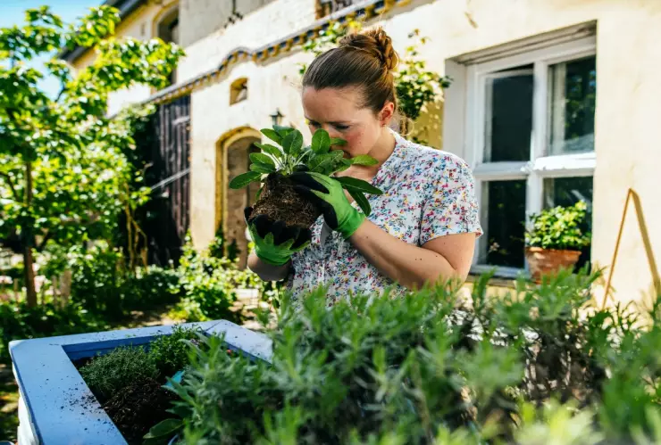La planta que ayuda a tener bien el azúcar en la sangre y fortalece la memoria