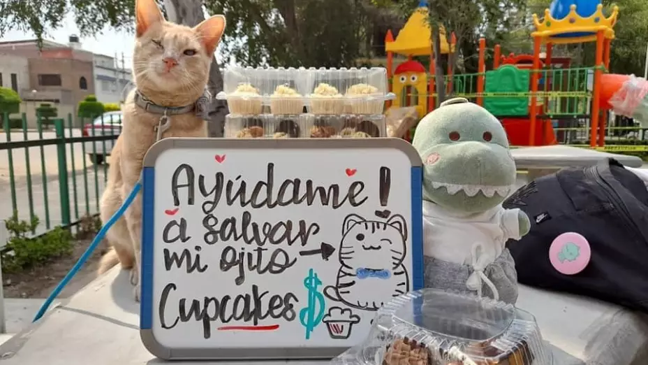FOTOS | Gatito vende cupcakes para pagar operación que salve su ojo