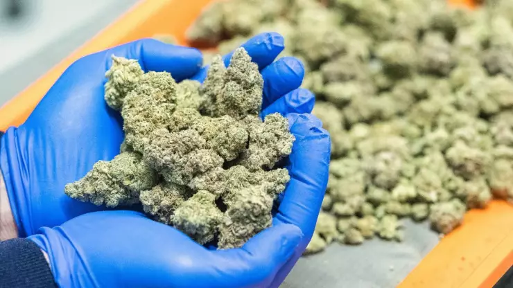 Tribunal Supremo de Brasil despenalizará la marihuana