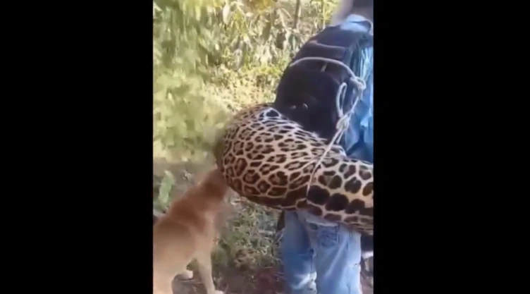 VIDEO Cazan a jaguar en Oaxaca; hombre pasea el cuerpo del animal en peligro de extinción