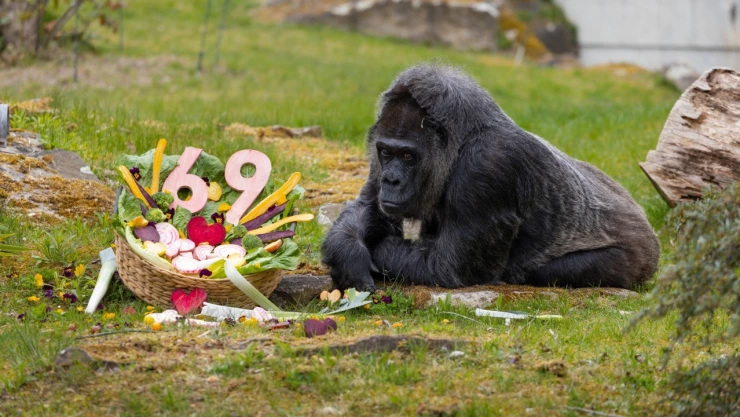 Foto de gorila Fatou en el zoológico de Berlín.