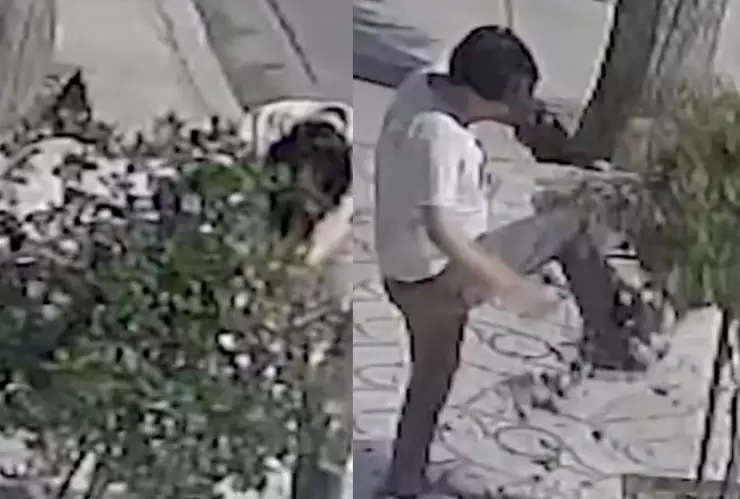VIDEO Joven se pelea con un árbol en Bolivia; estaba bajo los efectos del alcohol
