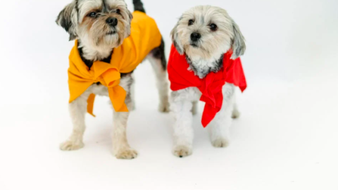 Perros