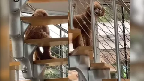 Perro sentado como humano en una escalera