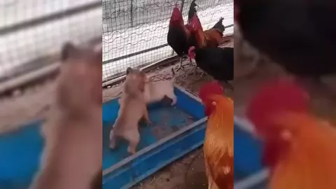 Gallos organizan pelea clandestina de perros y se viralizan, (VIDEO)