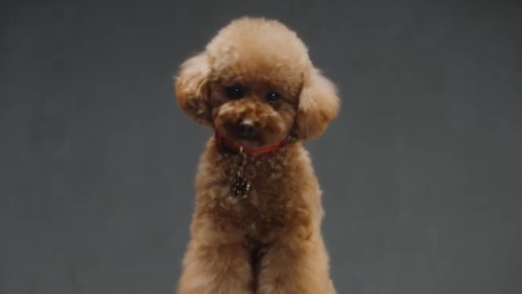 Lanzan perfume para perros efectos en las mascotas