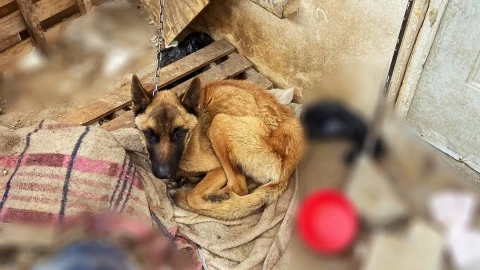 Operativo de rescate en El Marqués, liberal dos perritos por maltrato animal