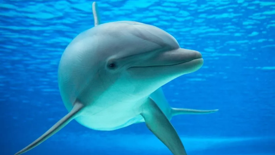 Delfin_Federico Rizzato.jpg
