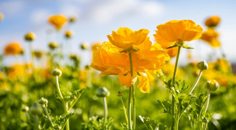 flores-amarillas-21-marzo-significado