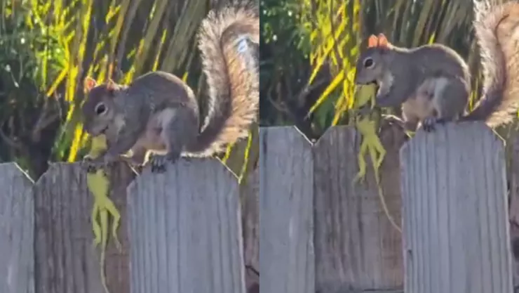 VIDEO | Graban a una ardilla comiéndose una lagartija en California, Estados Unidos