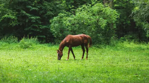 Yegua CAE dentro de una zanja y así fue su rescate