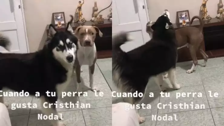 Perrita fan de Christian Nodal