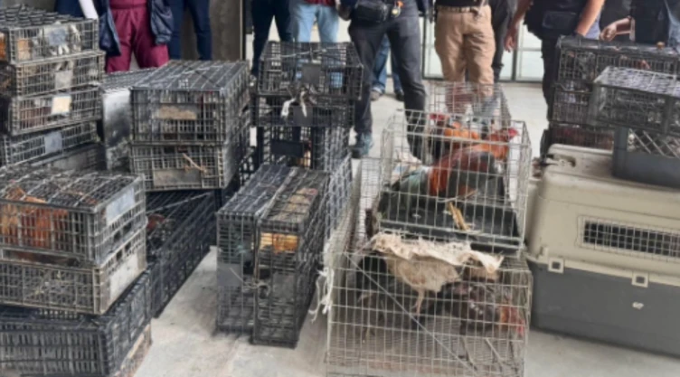 Rescatan a más de 150 animales en incautación en alcaldía Álvaro Obregón