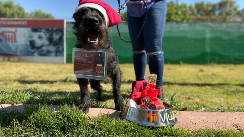 Los lomitos rescatados del Metro CDMX