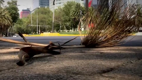 Palmera en el suelo.jpeg
