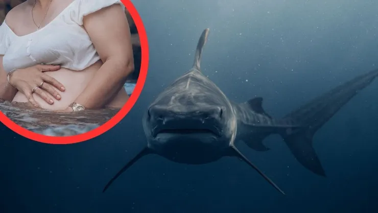 ¡Héroe en el mar! Hombre enfrenta a un tiburón para salvar a su esposa embarazada y termina gravemente herido