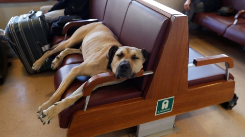 boji-perrito-transprte-publico