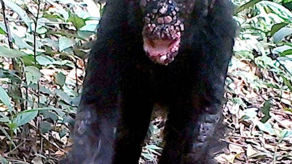 Lepra, chimpancés a.jpg