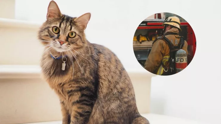 gato-casa-incendio-california-eu