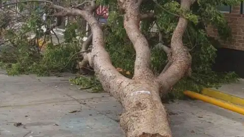 caida arbol fuertrs vientos merida las americas