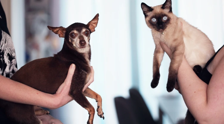 espana mascotas miembros de la familia