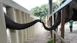 Una fotografía de un voluntario mostraba a Kaavan tocando las trompas con otro elefante que vivía en el santuario.