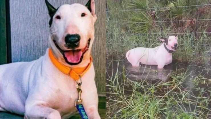 perro-atado-huracan-milton