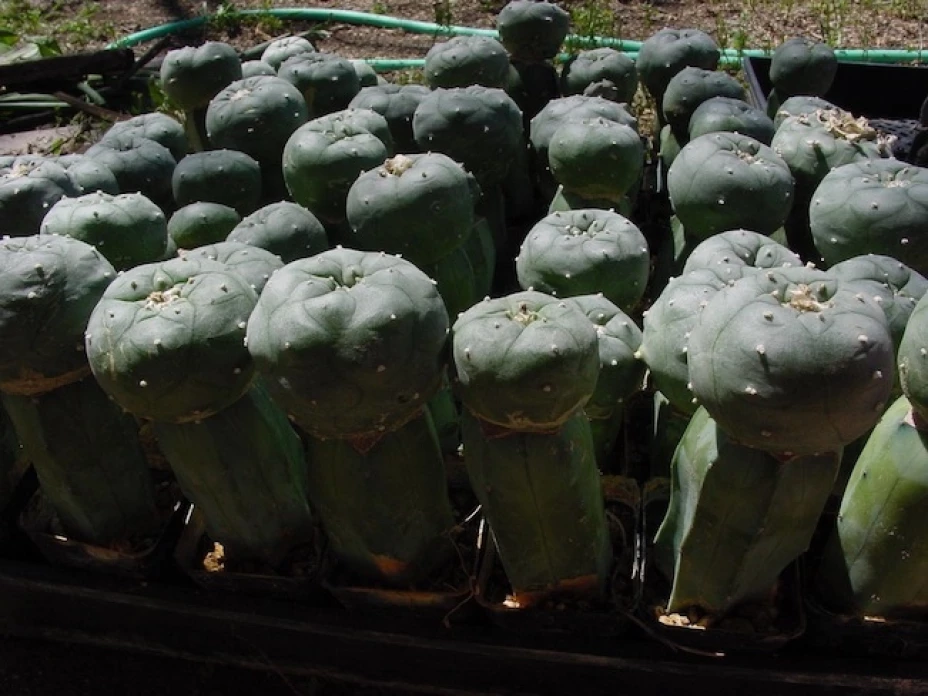 Los indígenas piden que el estado de Nayarit declare a su favor