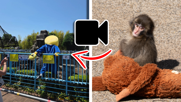 Turistas son detenidos tras violar seguridad y saltar a jaula del monito ‘Punch’ en Japón.webp