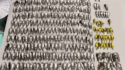 Científicos descubren que la muerte masiva de aves en EUA se debió al hambre