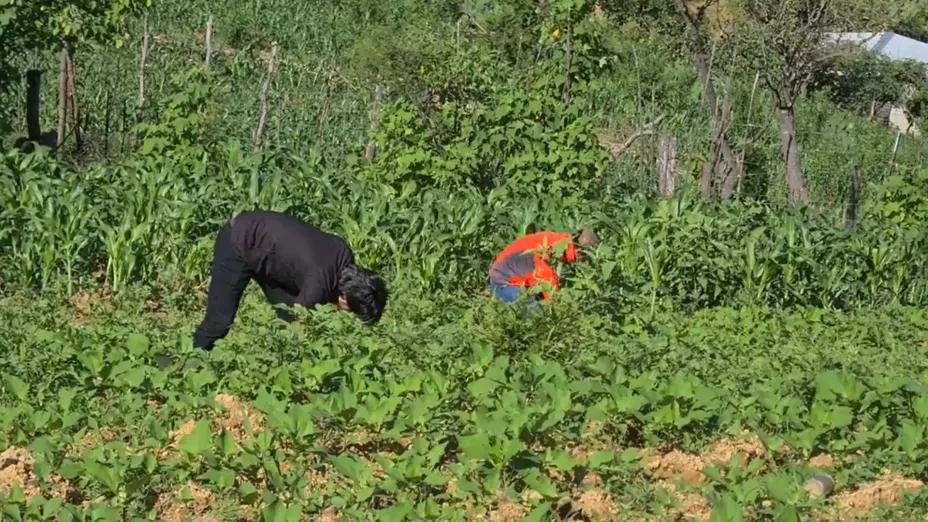 Jornaleros en Sinaloa