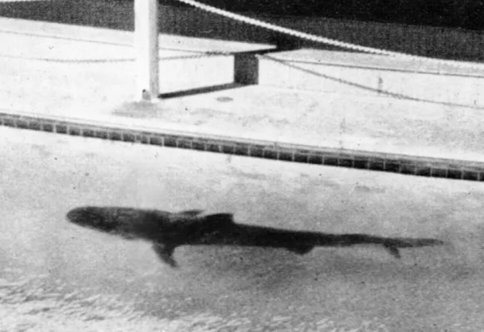 tiburón brazo acuario