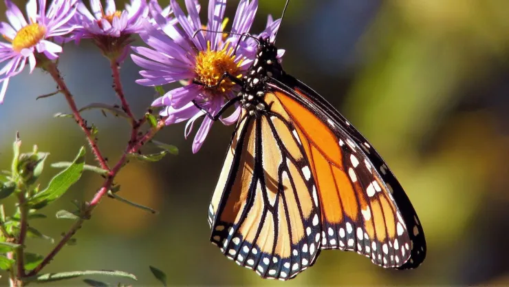 ¿Cuál es la mejor época para ver mariposas monarcas en Jalisco y Michoacán?