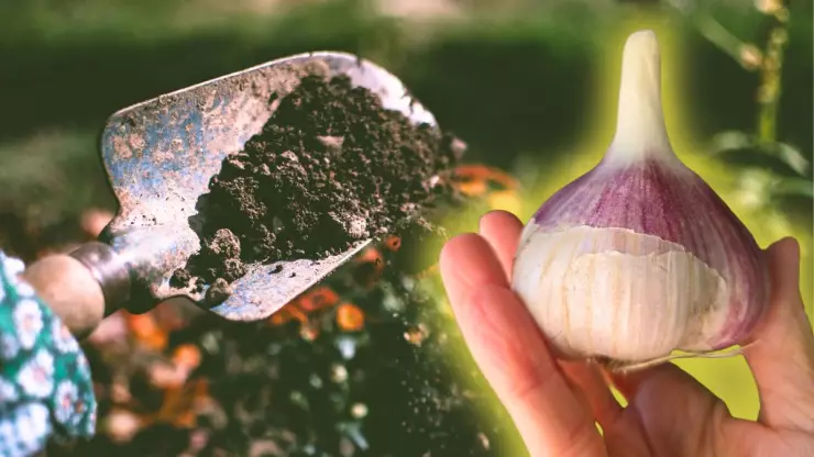 como-preparar-fertilizante-natural-para-plantas-con-piel-de-vegetales