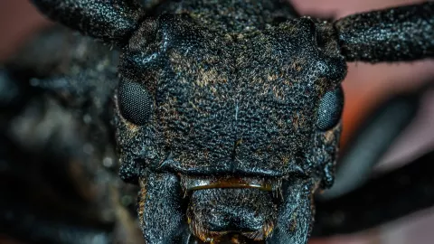 ¿Qué enfermedad transmiten las chinches?