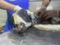 HAYTAP recoge a animales heridos por los incendios en Turquía