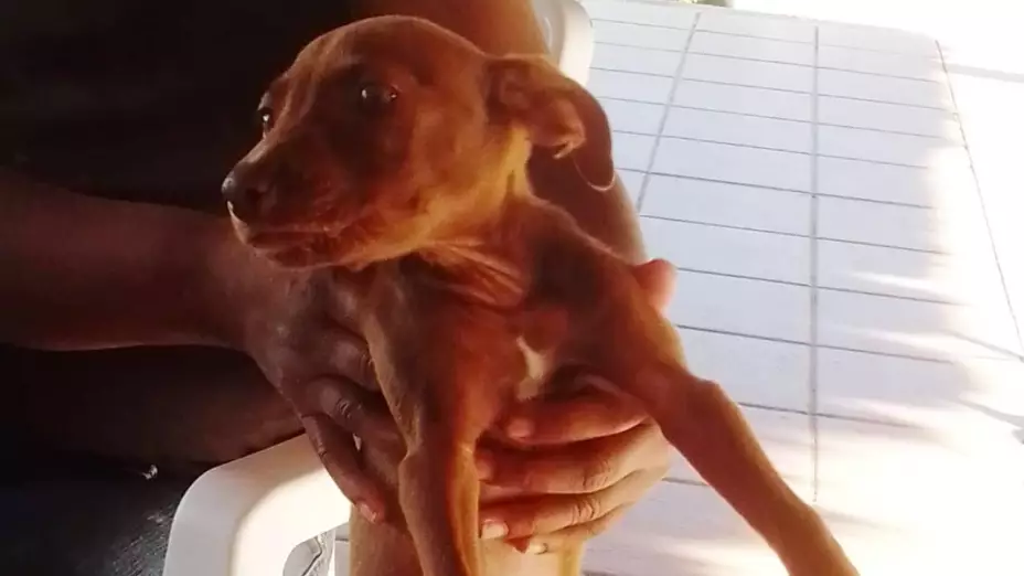 ADOPTAR UN PERRO EN CANCUN