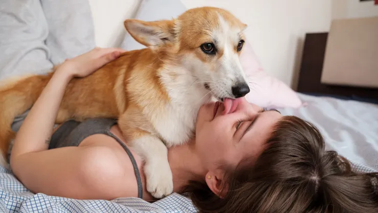 motivo perro lame