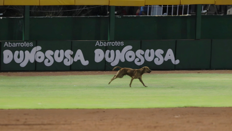FOTOS Perrito interrumpe juego de los Leones de Yucatán en el estadio de Béisbol Víctor Cervera Pacheco