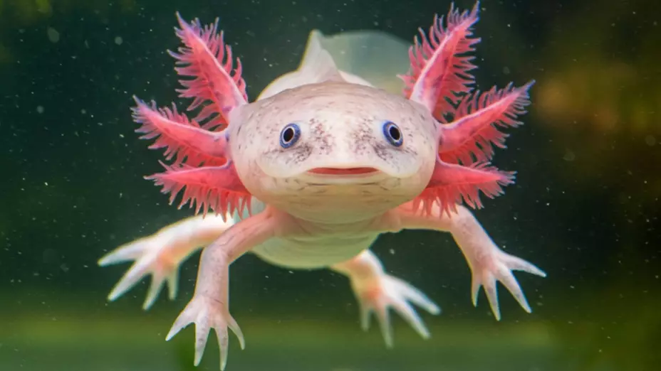 Efemérides del 1 de febrero_ ¿Qué pasó un día como hoy_.jpg