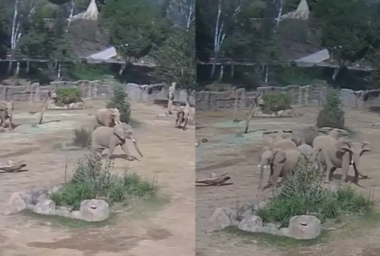 Elefantes protegen en sismo