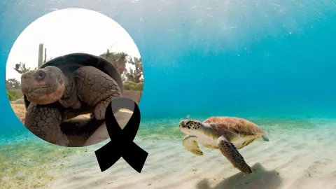 Muere Gramma, la legendaria tortuga de Galápagos: 141 años de historia se apagan en San Diego