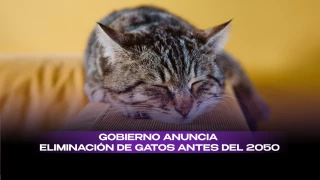Eliminación de gatos.jpeg