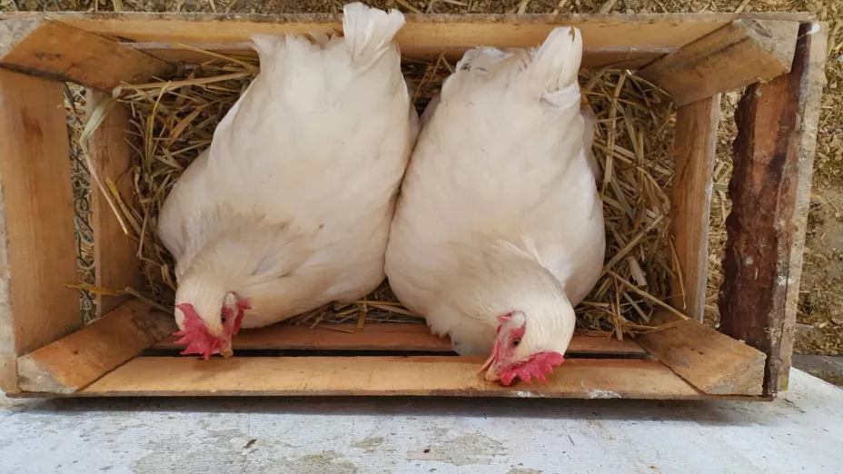 Chapingo ofrece capacitación para la cría de gallinas en libertad.jpg