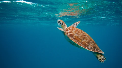 Carne de tortuga Mueren 9 personas y hospitalizan a 78 por ingerirla