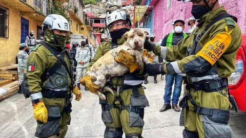 Rescatan a perrito atrapado en desgajamiento del Cerro del Chiquihuite
