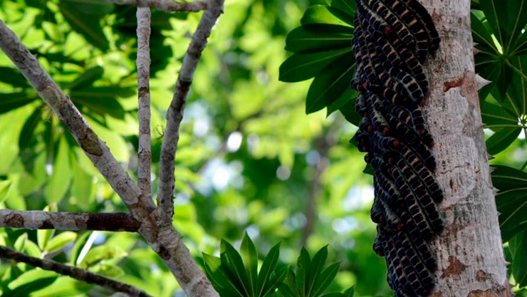 Gusanos zats de Chiapas