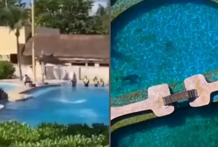 Suspenden actividades del delfinario en el hotel Barceló Riviera Maya
