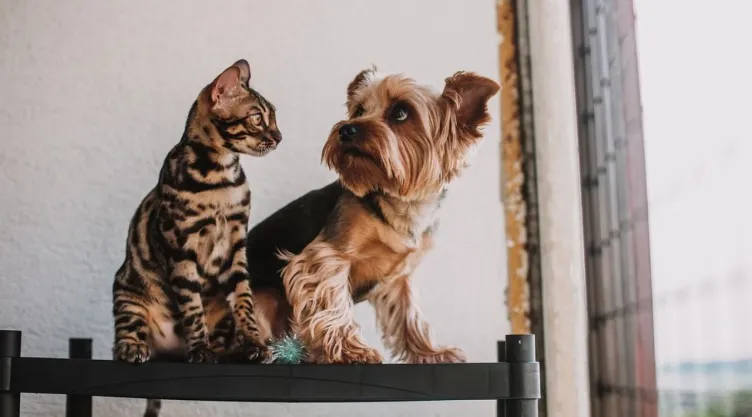 Cómo proteger a tus mascotas ante un sismo en México: Todo lo que debes saber